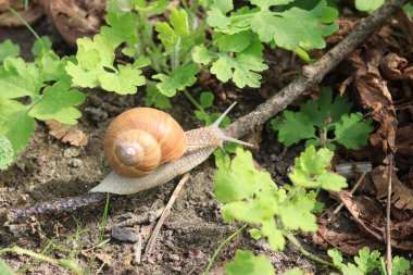 Yeşil doğanın arka planında güzel bir salyangoz
