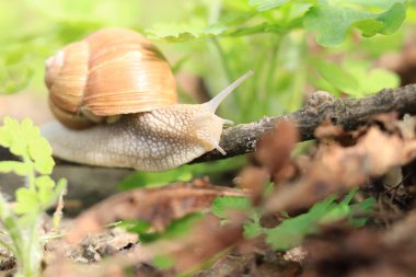 Yeşil doğanın arka planında güzel bir salyangoz