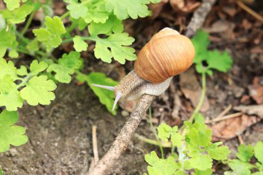 Ormandaki salyangoz, üst manzara.