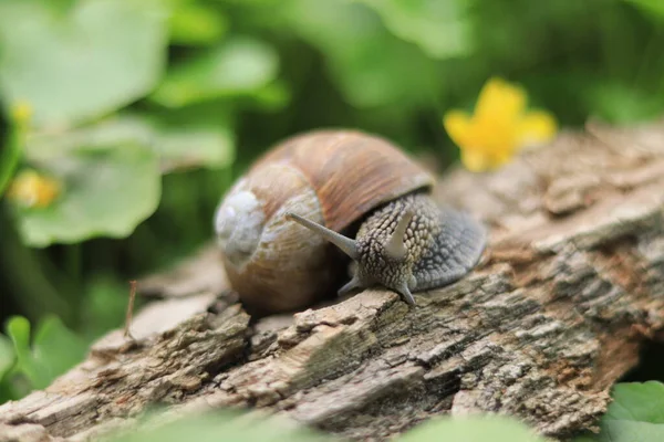 Beautiful Snail Background Green Nature — Stockfoto