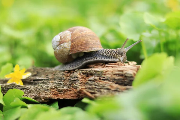 Snail Tree Bark Selective Focus — 스톡 사진