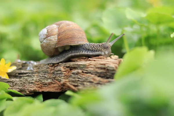 Beautiful Snail Background Green Nature — 스톡 사진