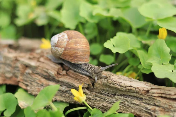 Forest Snail Background Nature Snail Crawling Forest Selective Focus — 스톡 사진