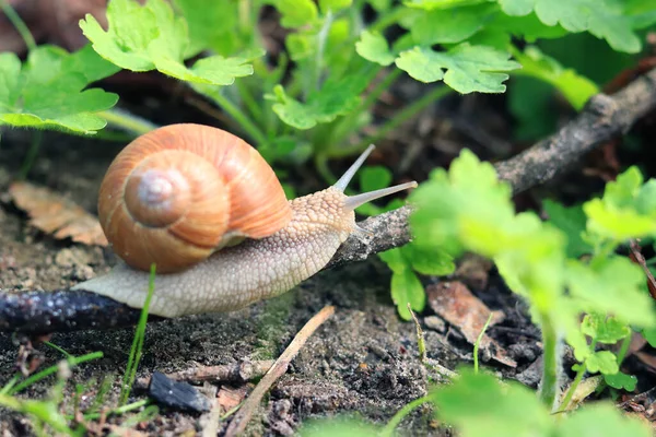Beautiful Snail Background Green Nature — 스톡 사진