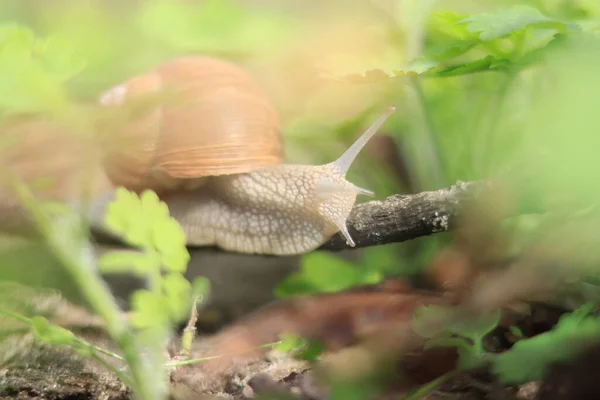 Beautiful Snail Background Green Nature — Foto Stock