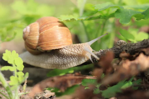 Beautiful Snail Background Green Nature — стоковое фото