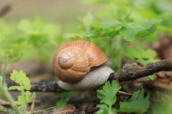 Snail Hid Shell Forest — 스톡 사진