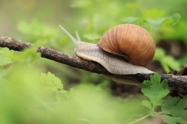 Snail Crawls Branch Forest Selective Focus — 스톡 사진