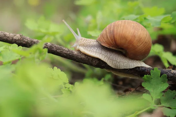 Bella Lumaca Sullo Sfondo Della Natura Verde — Foto Stock