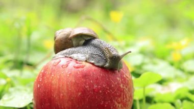 Bir orman salyangozu olgun bir elmanın üzerinde oturuyor doğanın arka planına karşı.