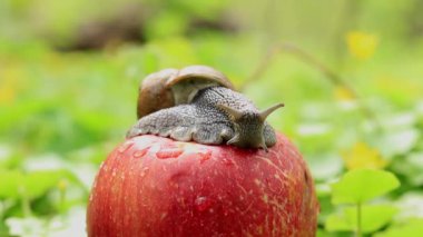 Elma bahçesindeki salyangoz, baş belası. Bir orman salyangozu olgun bir elmanın üzerinde oturuyor doğanın arka planına karşı..