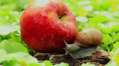 Elma bahçesindeki salyangoz. Salyangoz, olgun kırmızı bir elmanın yanında. Bahçe baş belası.