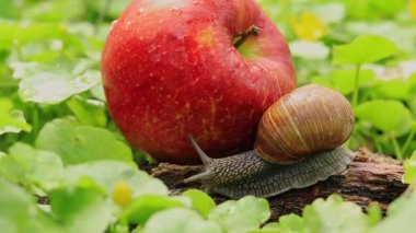 Elma bahçesindeki salyangoz. Salyangoz, olgun kırmızı bir elmanın yanında. Bahçe baş belası.