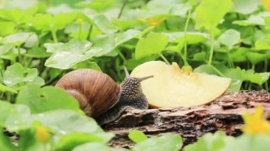 Salyangoz bir elma yer. Yurtiçi ve vahşi salyangozların besinleri. Bahçe baş belası.