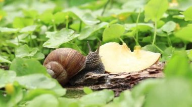 Salyangoz bir elma yer. Yurtiçi ve vahşi salyangozların besinleri. Bahçe baş belası.