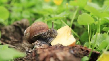 Salyangoz bir elma yer. Yurtiçi ve vahşi salyangozların besinleri. Bahçe baş belası.