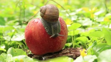 Bir salyangoz yerde yatan bir elmadan kayar. Bahçedeki salyangoz