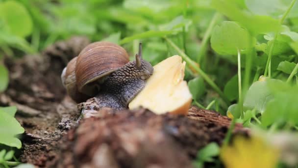 Snail Eats Apple Nutrition Domestic Wild Snails Garden Pest — стоковое видео