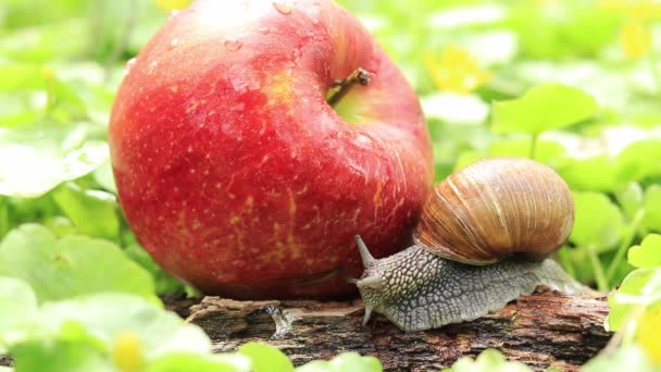 Elma Bahçesindeki Salyangoz Salyangoz Olgun Kırmızı Bir Elmanın Yanında Bahçe — Stok video