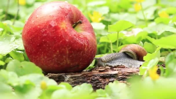Snail Apple Orchard Snail Ripe Red Apple Garden Pest — Wideo stockowe