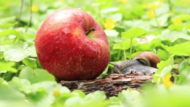 リンゴ園でカタツムリ 熟した赤いリンゴの近くでカタツムリ 庭の害虫 — ストック動画