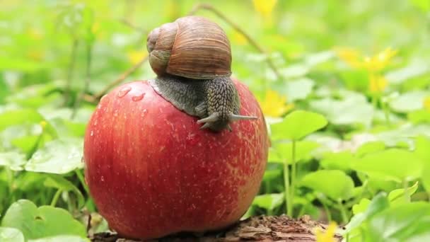 Ślimak Zsuwa Się Jabłka Leżącego Ziemi Ślimak Ogrodzie Szkodnik — Wideo stockowe
