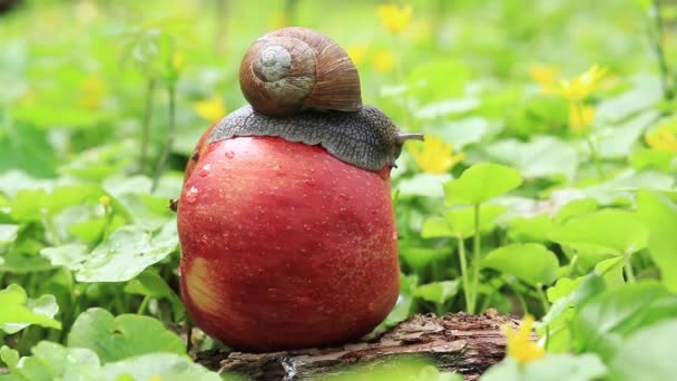 Snail Slides Apple Lying Ground Snail Garden Pest — Video