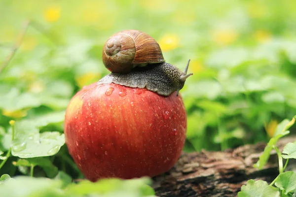 Snigel Ett Äpple Utfodring Tamsniglar — Stockfoto