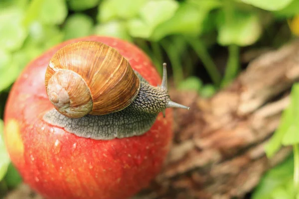 Snail Apple Feeding Domestic Snails — Stock Photo, Image