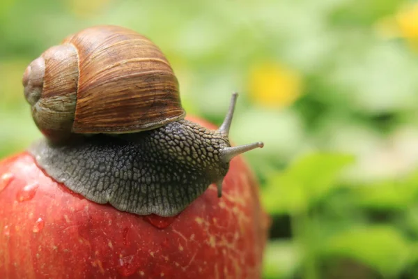 Skogssnigel Sitter Ett Moget Äpple Mot Naturens Bakgrund — Stockfoto