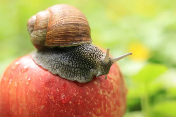 Escargot Des Bois Est Assis Sur Une Pomme Mûre Dans — Photo