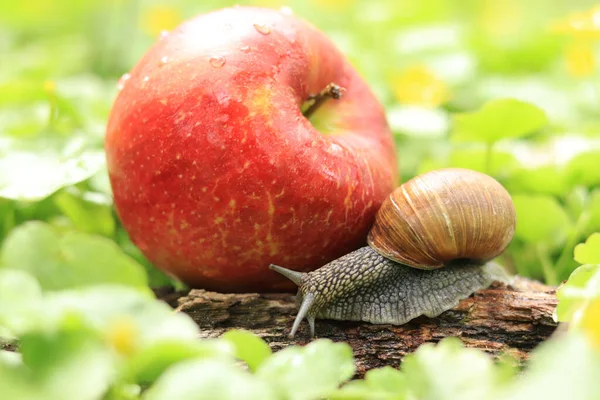 Snigel Äppelträdgården Snigel Nära Ett Moget Rött Äpple Trädgårdsskadegörare — Stockfoto