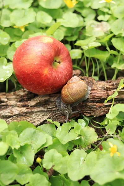 リンゴ園でカタツムリ 熟した赤いリンゴの近くでカタツムリ 庭の害虫 — ストック写真