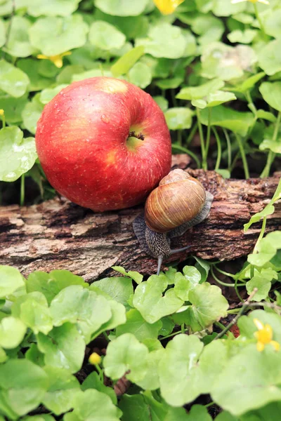 Slak Appelboomgaard Slak Bij Een Rijpe Rode Appel Tuinpest — Stockfoto