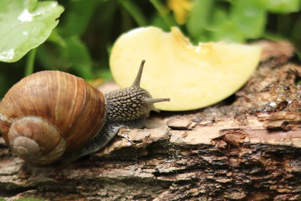 Snail Eats Apple Nutrition Domestic Wild Snails Garden Pest — 스톡 사진