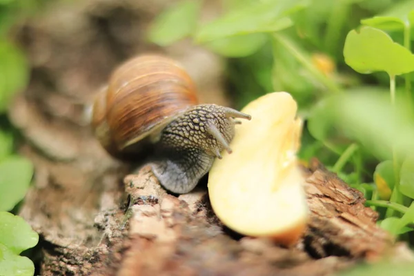 Snail Eats Apple Slice Snail Nature — 스톡 사진