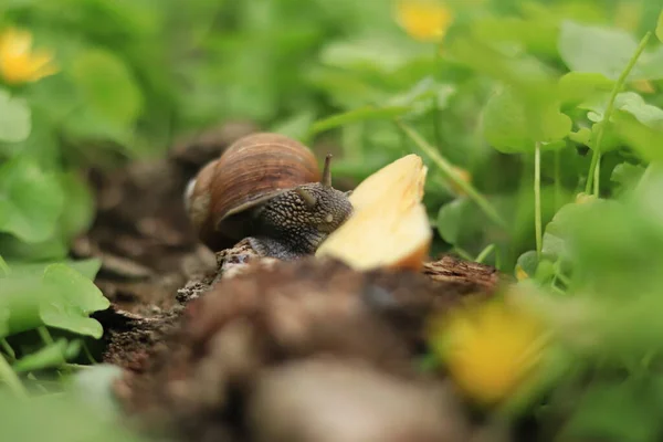 Snail Eats Apple Slice Snail Nature — 스톡 사진