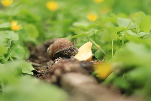 Snail Eats Apple Slice Domestic Forest Snail Nature — Stock Photo, Image