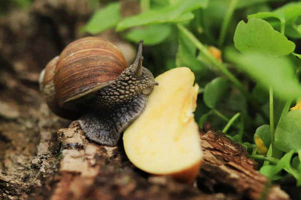 Snail Eats Apple Slice Domestic Forest Snail Nature — Stock Photo, Image