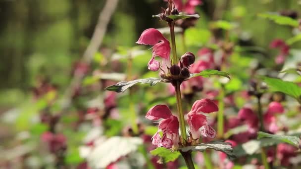 Ormanda Çiçek Açan Kırmızı Isırgan Otu Arka Planda Bulanıklık Olan — Stok video