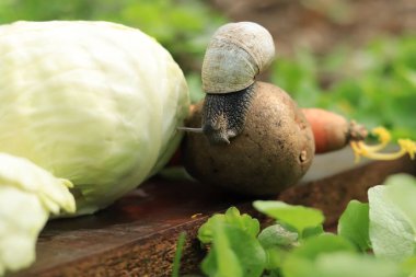 Salyangoz sebzeler, tarım haşereleri ve seçici bir odak noktasında emekliyor.