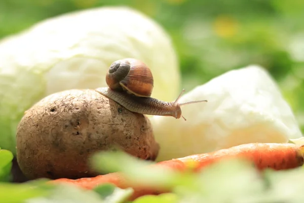 Ciekawy Ślimak Warzywach Ślimak Ziemniaku Rozciągnięty Coś Spojrzeć Skupienie Selektywne — Zdjęcie stockowe