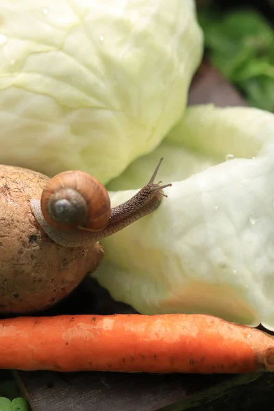 Невеликий Равлик Овочах Равлик Картоплі Розтягнувся Щоб Щось Подивитися Вибірковий — стокове фото