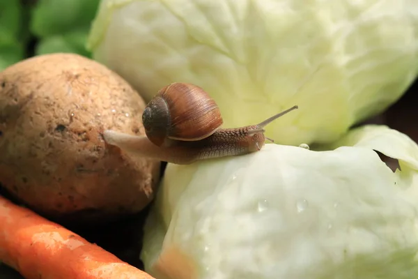 Ślimak Pełza Warzywach Agrofaga Selektywne Skupienie — Zdjęcie stockowe