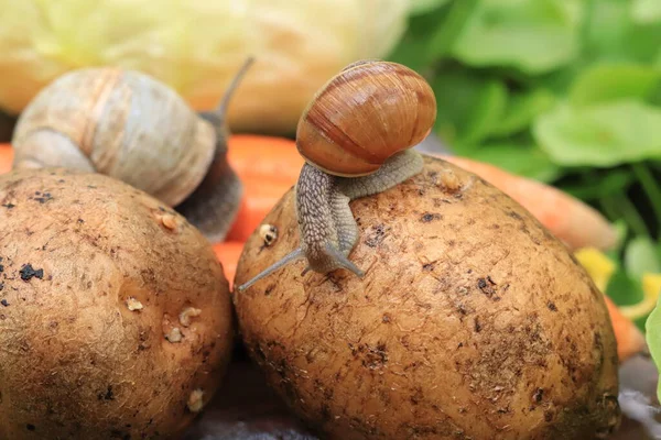 Flera Sniglar Potatis Grönsakssäsong Och Skadedjur — Stockfoto