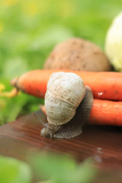 Snail Crawls Vegetables Agricultural Pest — ストック写真