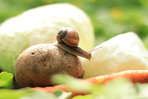 Curious Snail Vegetables Selective Focus — стоковое фото