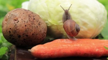 Salyangoz sebzeler, tarım haşereleri ve seçici bir odak noktasında emekliyor.