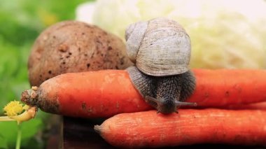 Salyangoz sebzeler, tarım haşereleri ve seçici bir odak noktasında emekliyor.