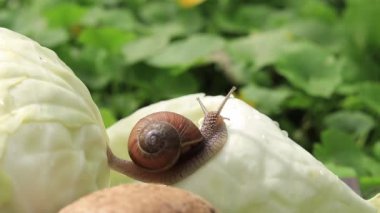 Lahana başındaki salyangoz, sebze mevsimi ve zararlı hayvanları.